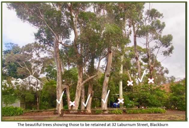 32 Laburnum trees saved